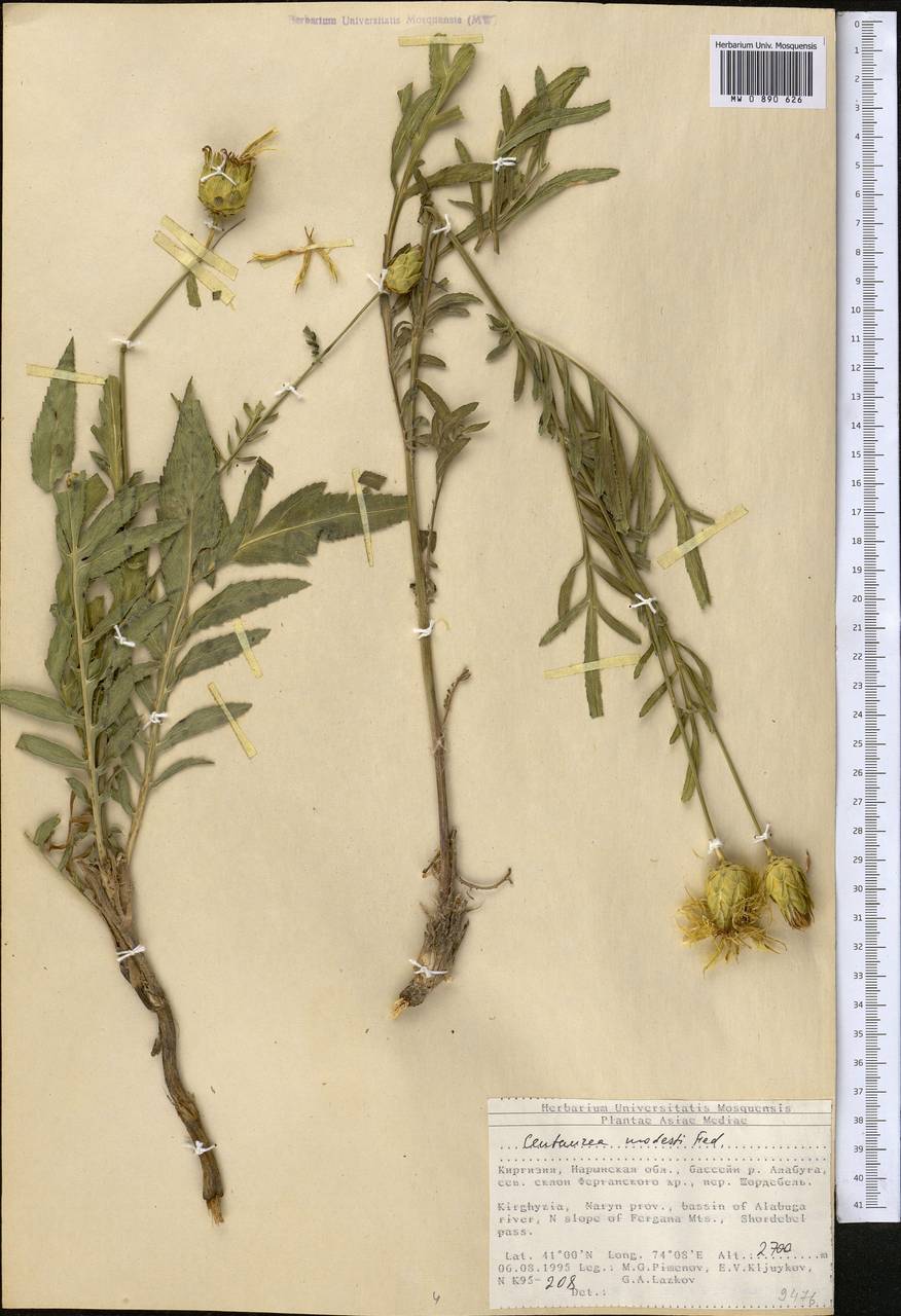 Rhaponticoides modesti (Fed.) Negaresh, Средняя Азия и Казахстан, Северный и Центральный Тянь-Шань (M4) (Киргизия)