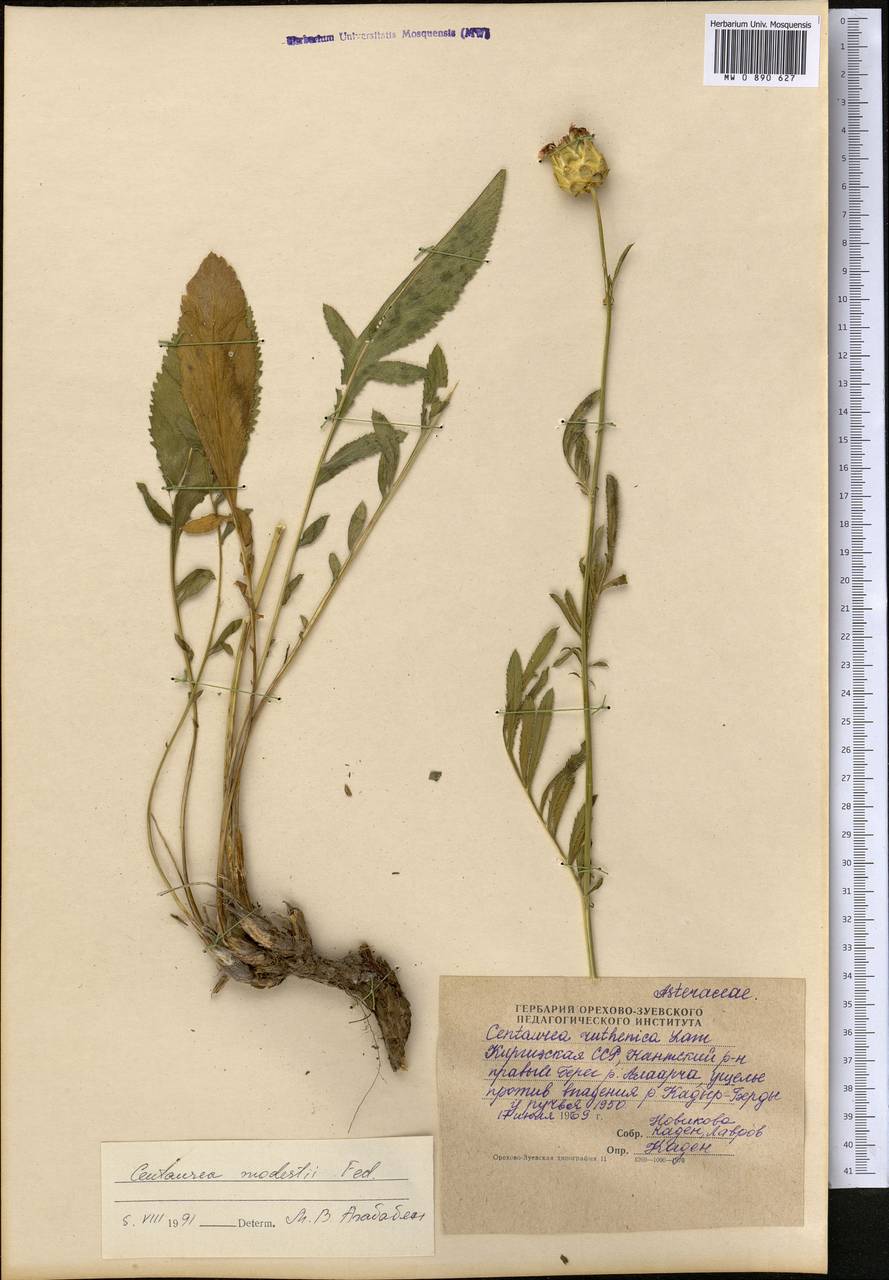 Rhaponticoides modesti (Fed.) Negaresh, Средняя Азия и Казахстан, Северный и Центральный Тянь-Шань (M4) (Киргизия)