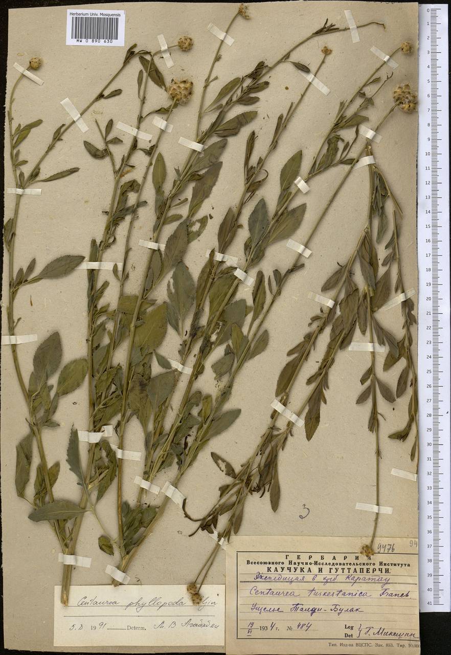 Rhaponticoides phyllopoda (Iljin) Negaresh, Средняя Азия и Казахстан, Западный Тянь-Шань и Каратау (M3) (Казахстан)