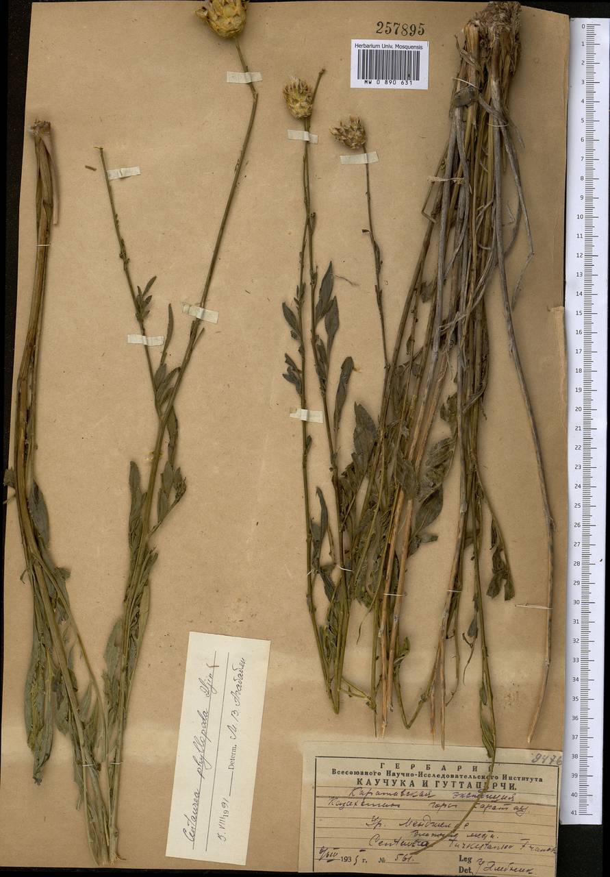 Rhaponticoides phyllopoda (Iljin) Negaresh, Средняя Азия и Казахстан, Западный Тянь-Шань и Каратау (M3) (Казахстан)