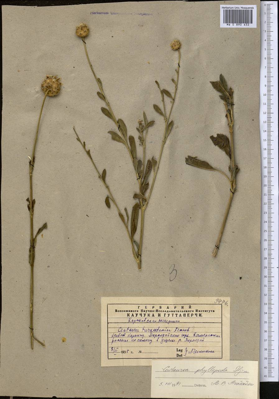 Rhaponticoides phyllopoda (Iljin) Negaresh, Средняя Азия и Казахстан, Западный Тянь-Шань и Каратау (M3) (Казахстан)