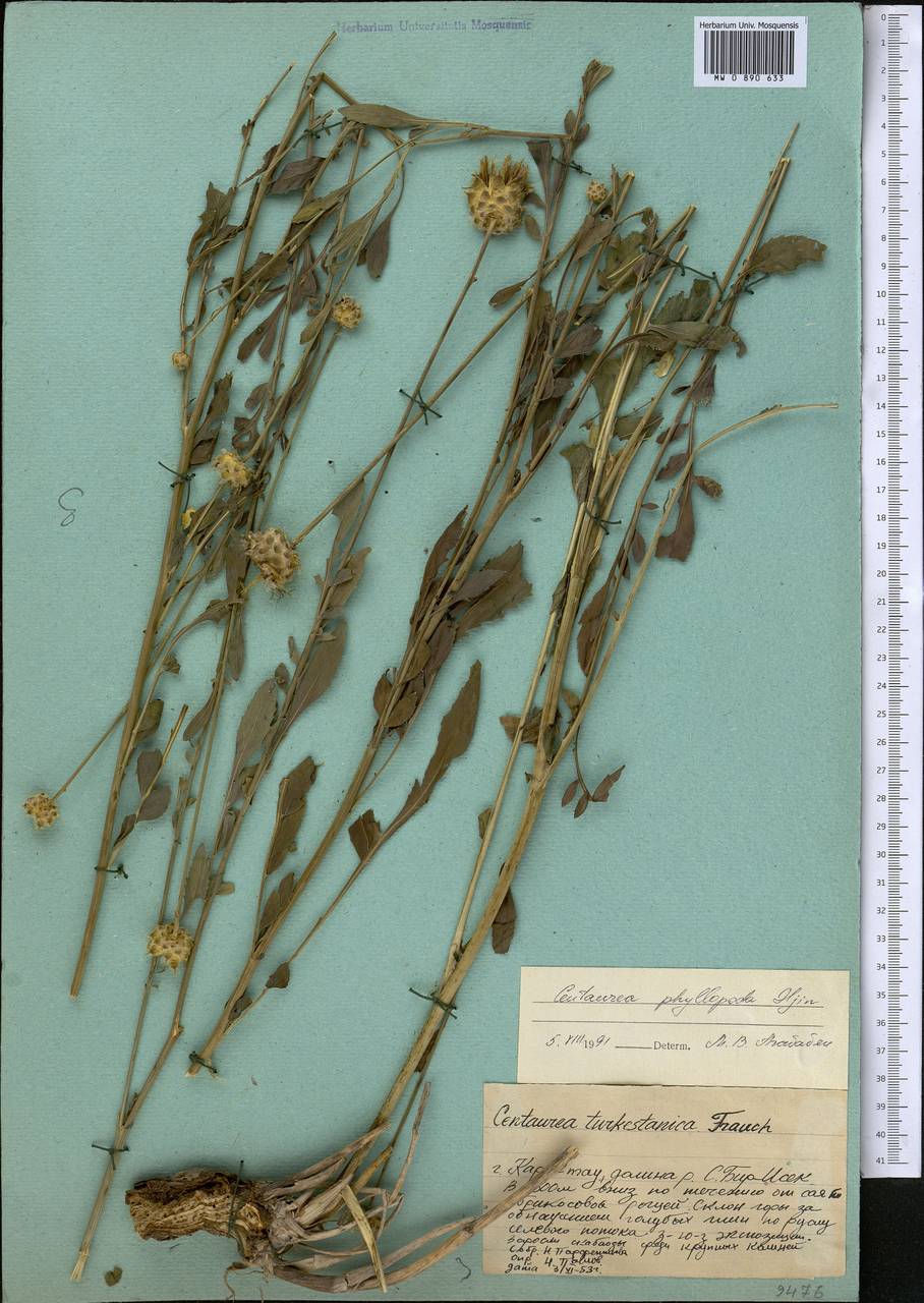 Rhaponticoides phyllopoda (Iljin) Negaresh, Средняя Азия и Казахстан, Западный Тянь-Шань и Каратау (M3) (Казахстан)