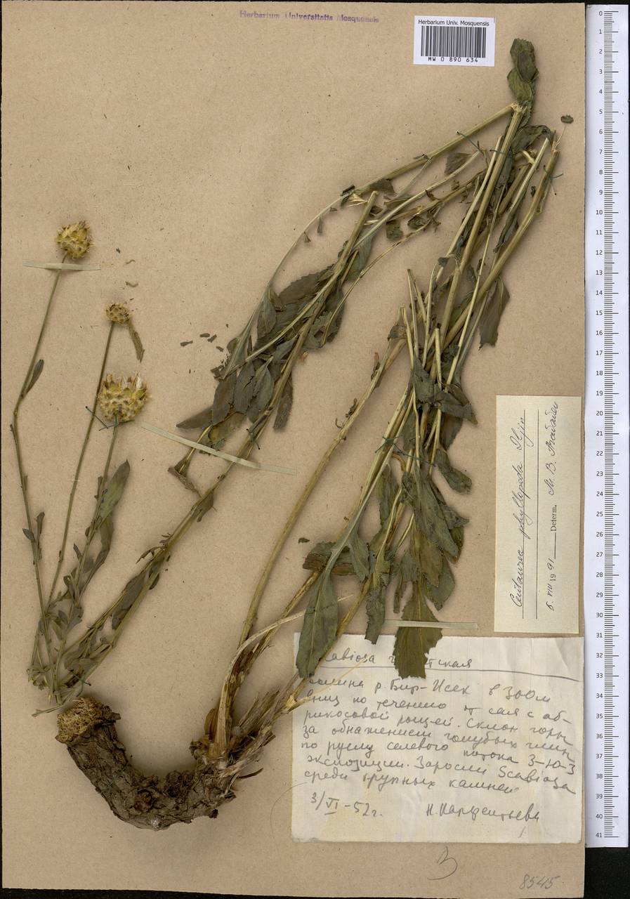 Rhaponticoides phyllopoda (Iljin) Negaresh, Средняя Азия и Казахстан, Западный Тянь-Шань и Каратау (M3) (Казахстан)