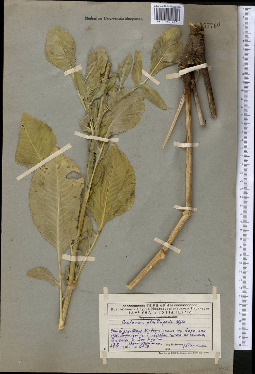 Rhaponticoides phyllopoda (Iljin) Negaresh, Средняя Азия и Казахстан, Западный Тянь-Шань и Каратау (M3) (Казахстан)