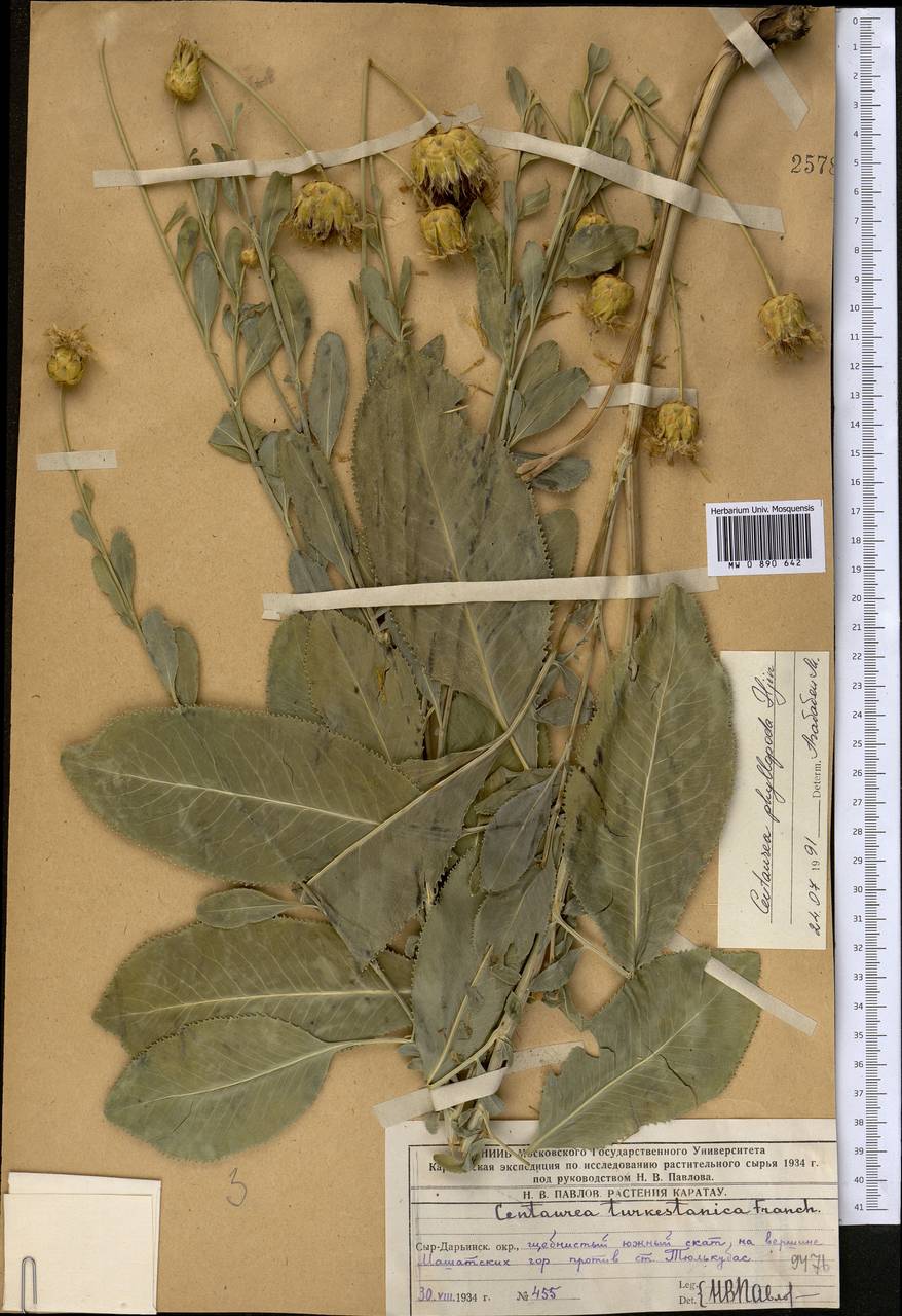 Rhaponticoides phyllopoda (Iljin) Negaresh, Средняя Азия и Казахстан, Западный Тянь-Шань и Каратау (M3) (Казахстан)