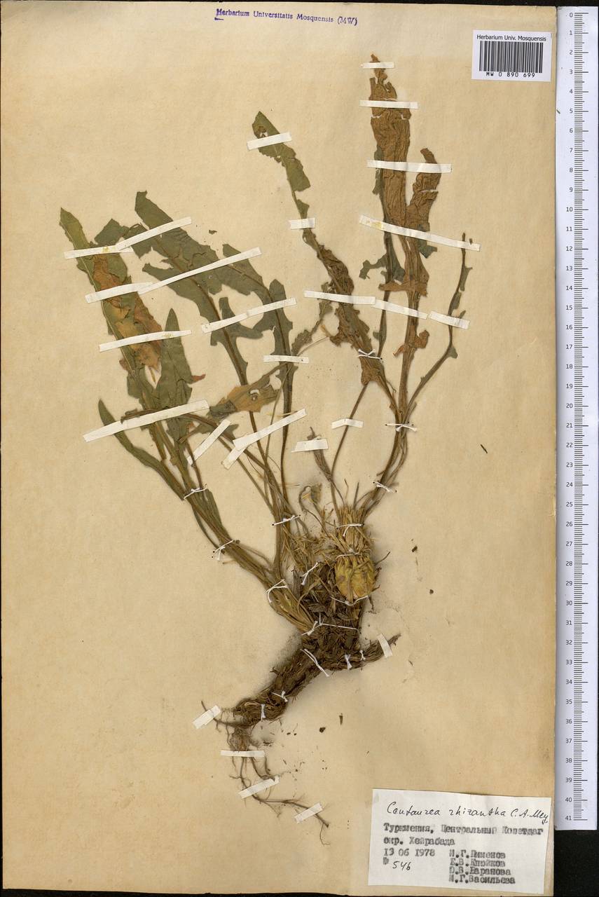 Василек корнецветковый C. A. Mey., Средняя Азия и Казахстан, Копетдаг, Бадхыз, Малый и Большой Балхан (M1) (Туркмения)