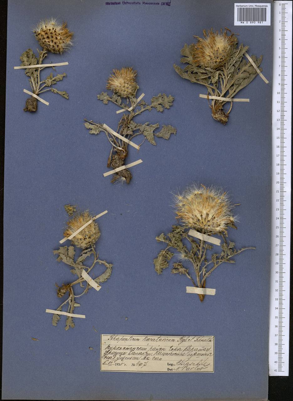 Большеголовник каратавский Regel & Schmalh., Средняя Азия и Казахстан, Западный Тянь-Шань и Каратау (M3) (Казахстан)