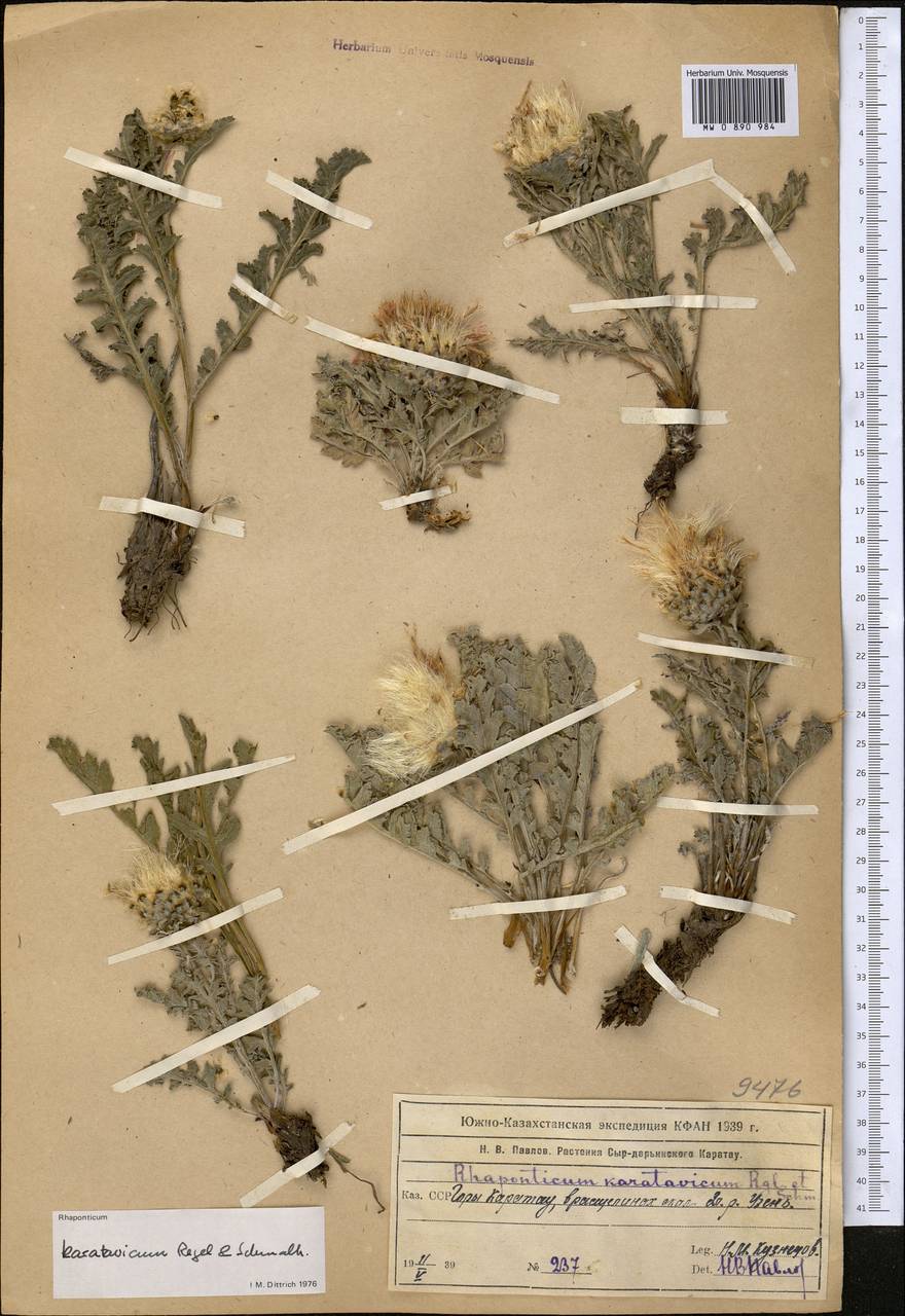 Большеголовник каратавский Regel & Schmalh., Средняя Азия и Казахстан, Западный Тянь-Шань и Каратау (M3) (Казахстан)