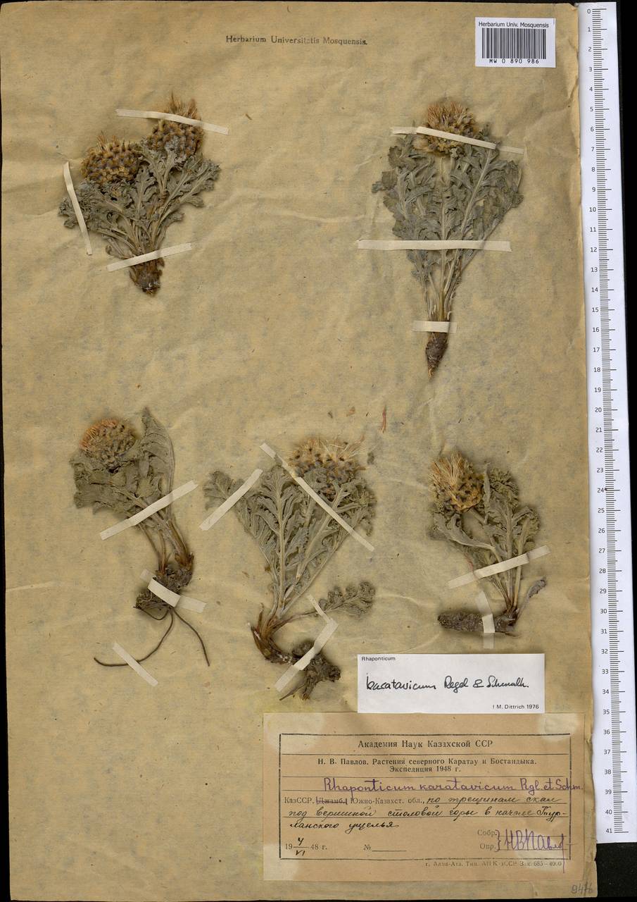 Большеголовник каратавский Regel & Schmalh., Средняя Азия и Казахстан, Западный Тянь-Шань и Каратау (M3) (Казахстан)