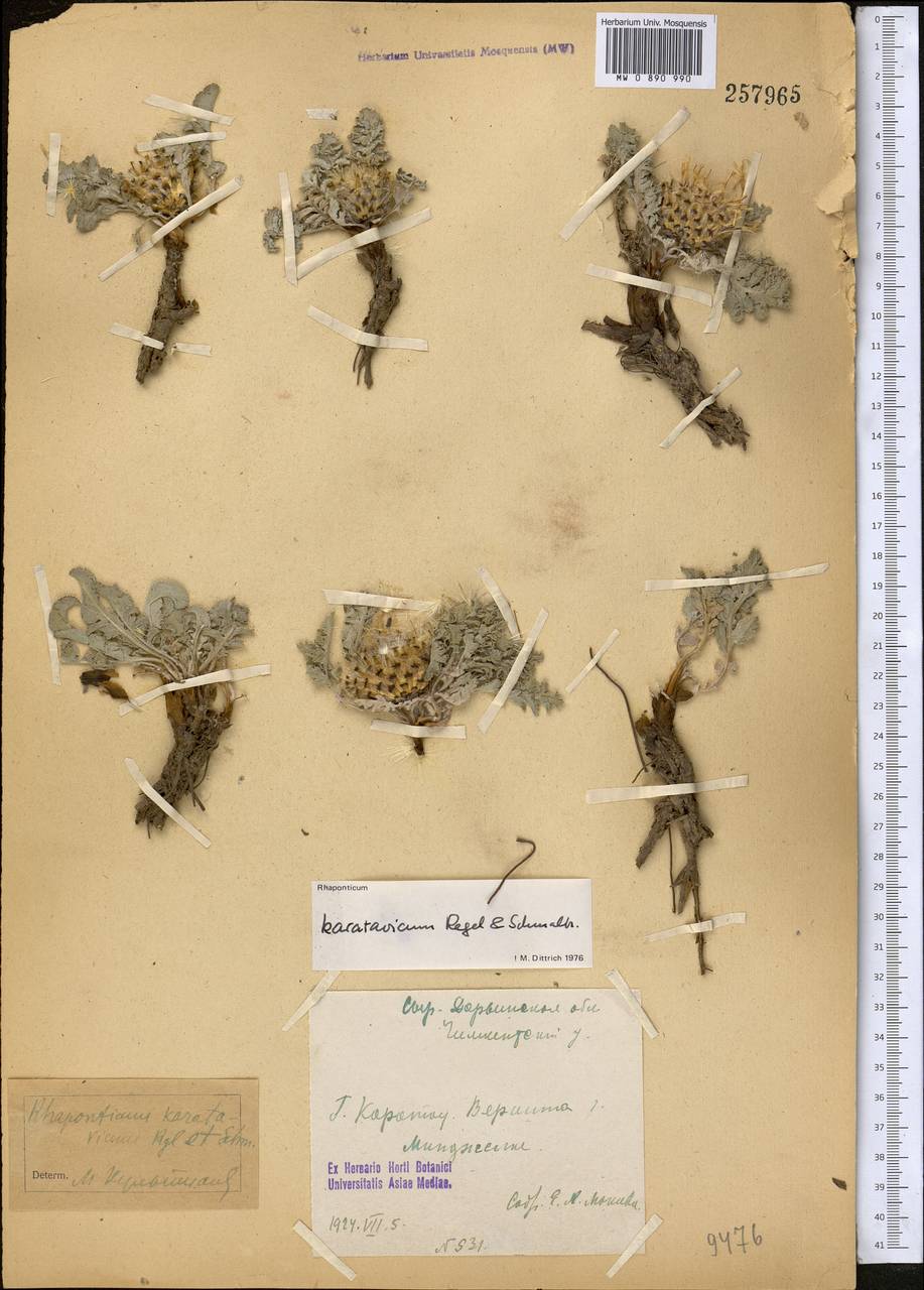 Большеголовник каратавский Regel & Schmalh., Средняя Азия и Казахстан, Западный Тянь-Шань и Каратау (M3) (Казахстан)