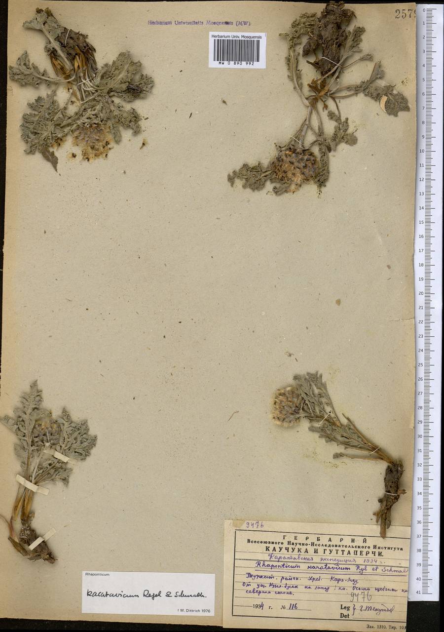 Большеголовник каратавский Regel & Schmalh., Средняя Азия и Казахстан, Западный Тянь-Шань и Каратау (M3) (Казахстан)