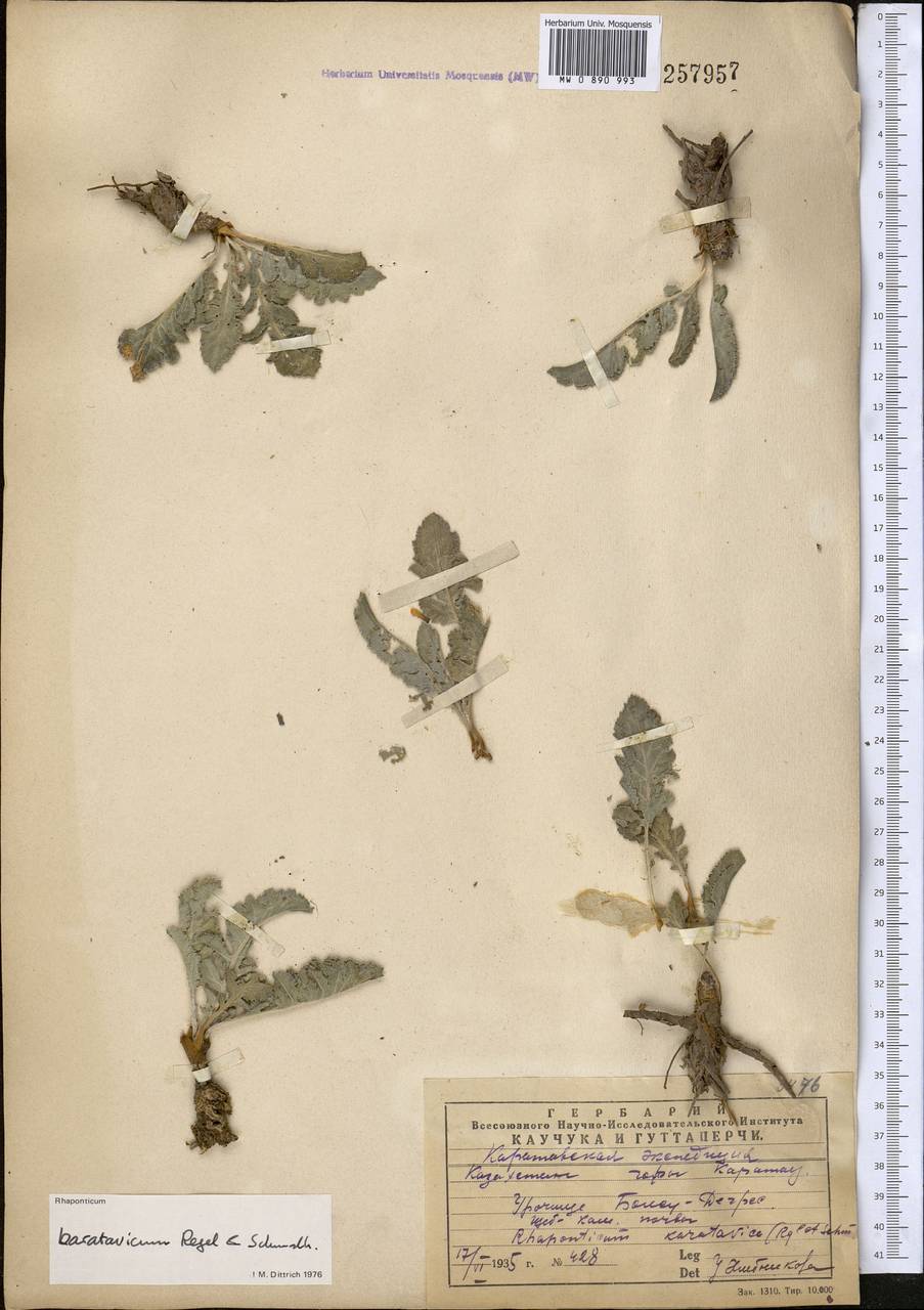 Большеголовник каратавский Regel & Schmalh., Средняя Азия и Казахстан, Западный Тянь-Шань и Каратау (M3) (Казахстан)