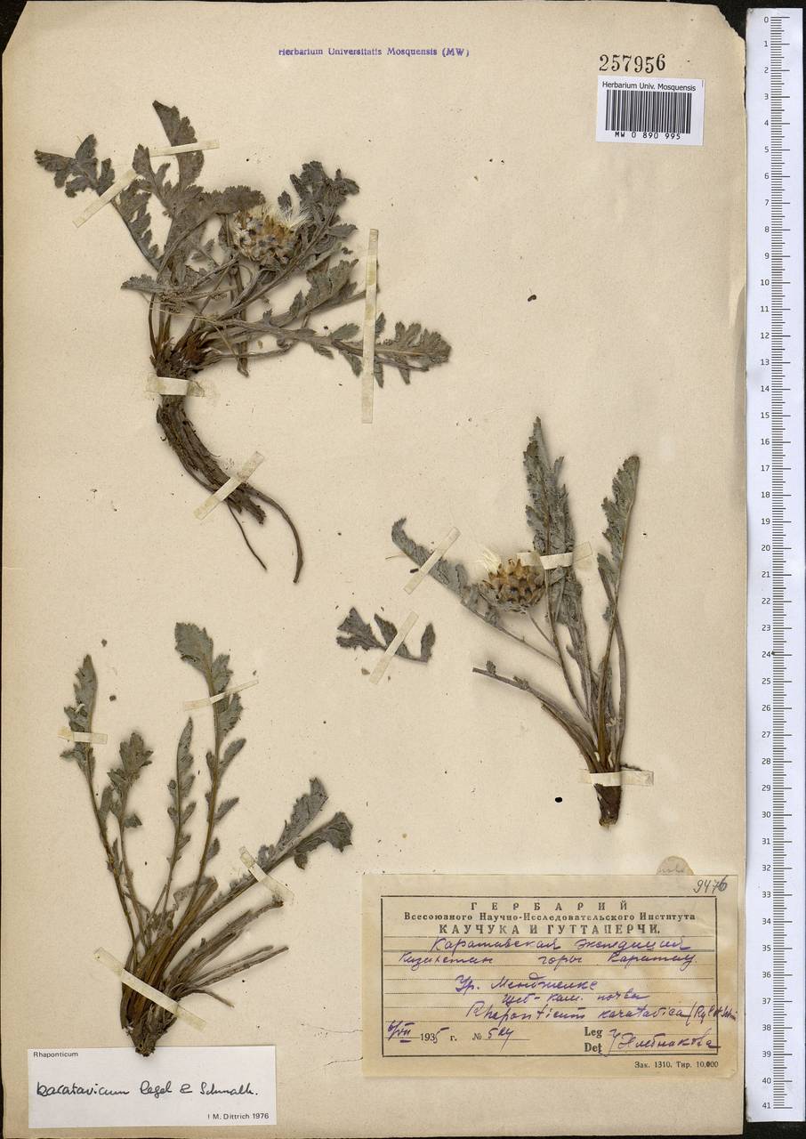 Большеголовник каратавский Regel & Schmalh., Средняя Азия и Казахстан, Западный Тянь-Шань и Каратау (M3) (Казахстан)