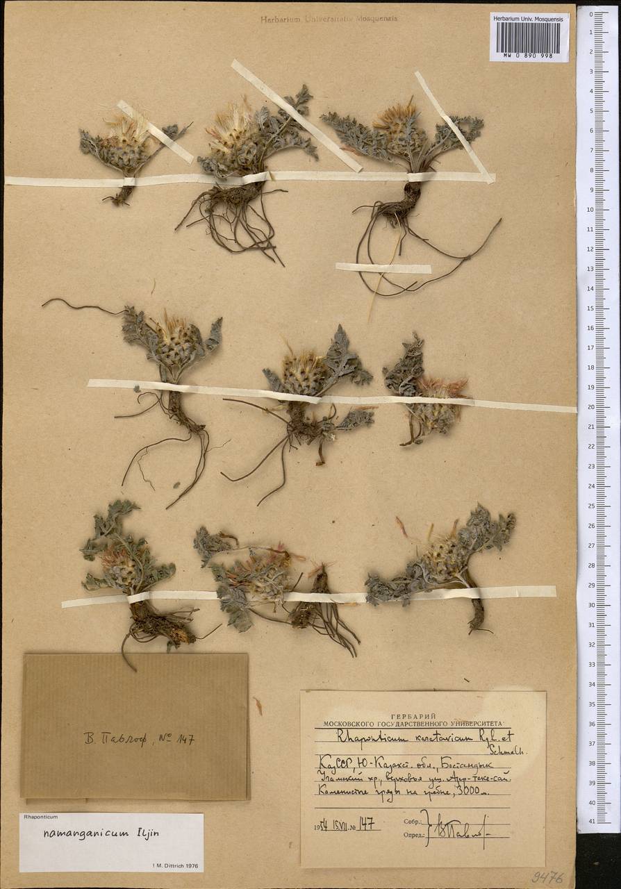 Rhaponticum namanganicum Iljin, Средняя Азия и Казахстан, Западный Тянь-Шань и Каратау (M3) (Узбекистан)
