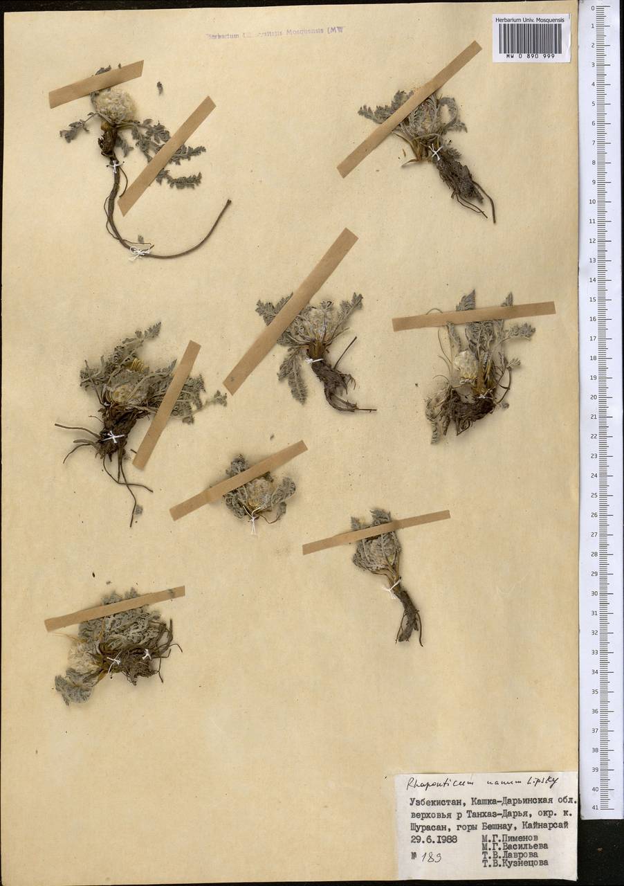 Rhaponticum nanum subsp. nanum, Средняя Азия и Казахстан, Памир и Памиро-Алай (M2) (Узбекистан)