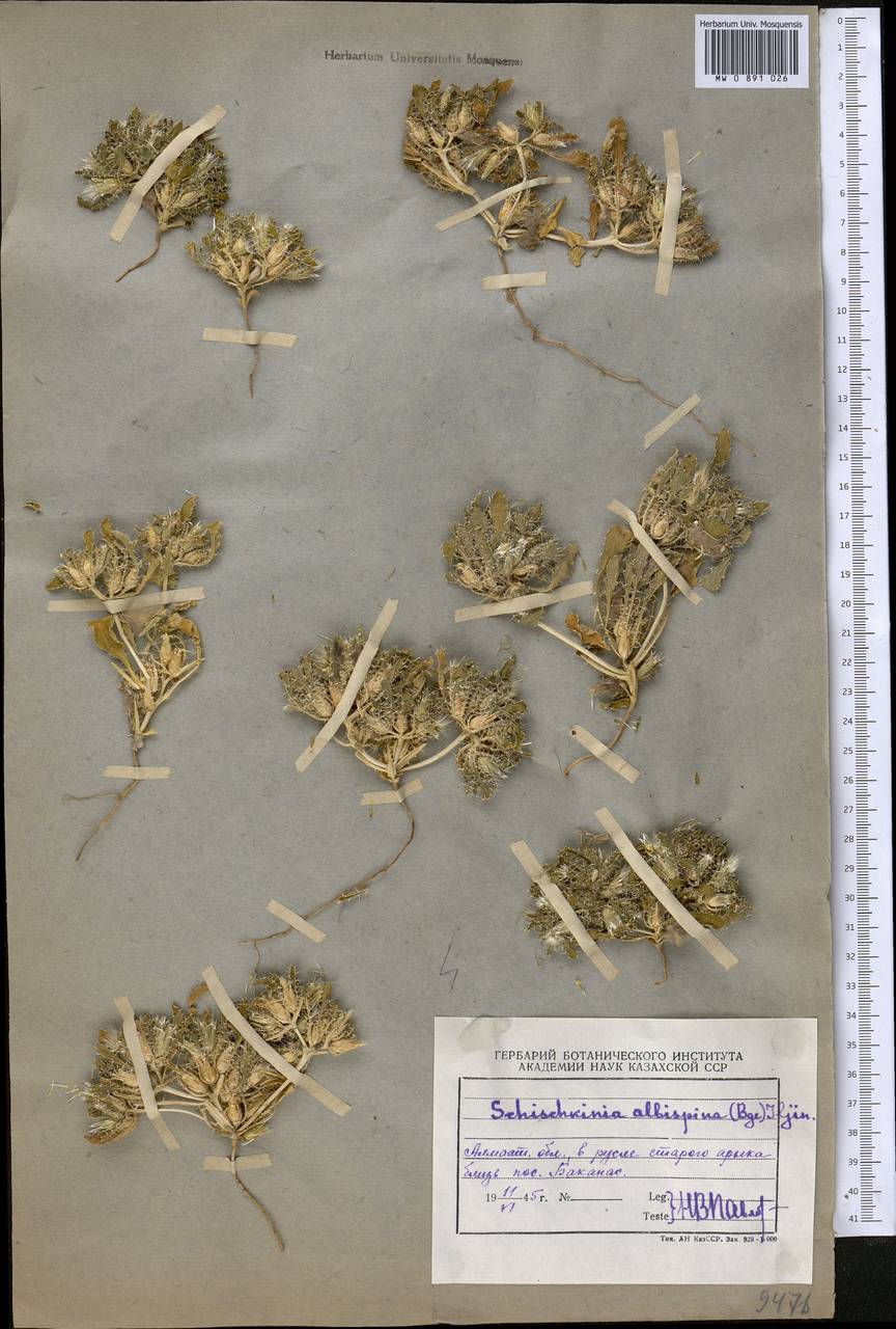 Шишкиния белощетинковая (Bunge) Iljin, Средняя Азия и Казахстан, Муюнкумы, Прибалхашье и Бетпак-Дала (M9) (Казахстан)