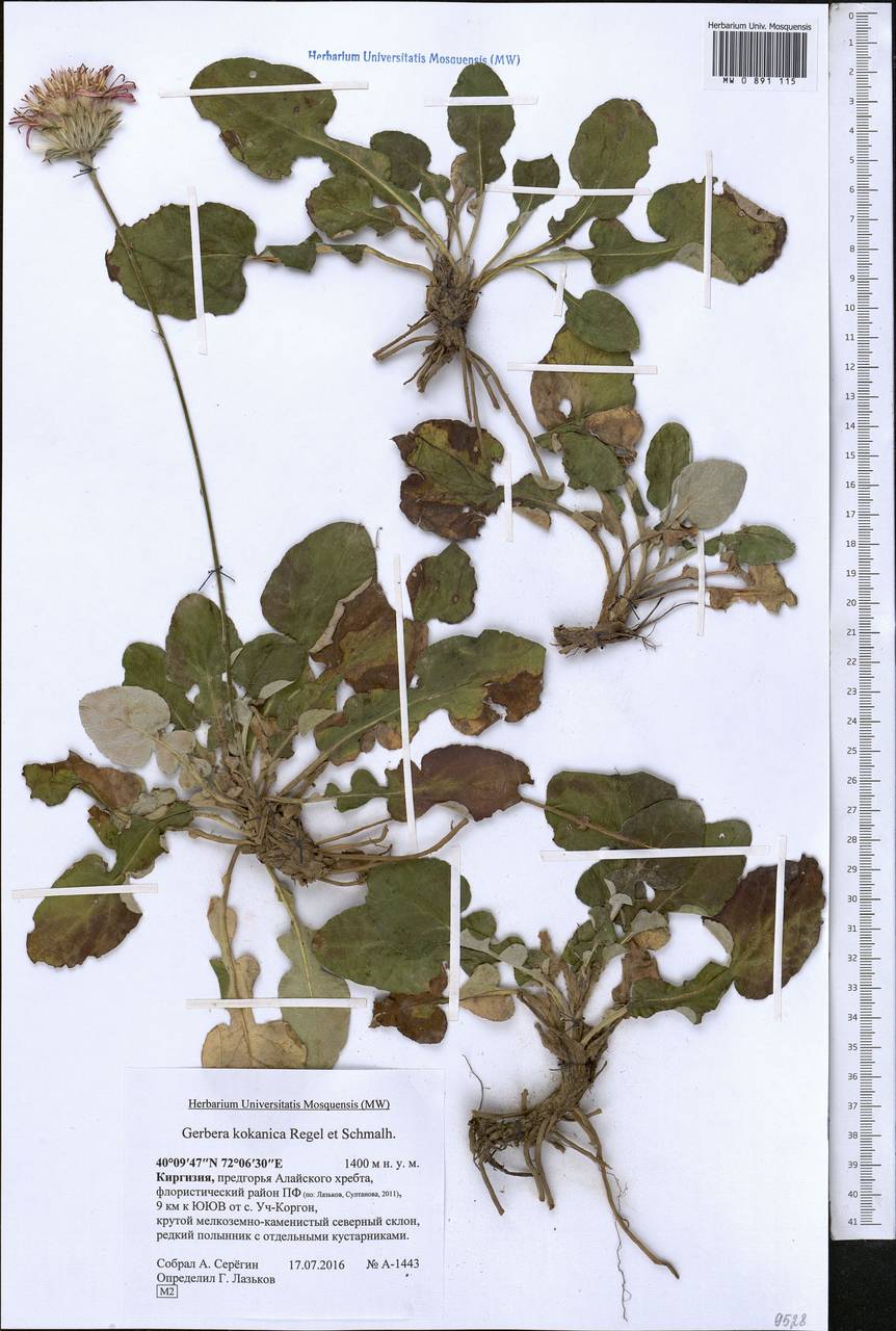 Юхтриция коканская (Regel & Schmalh.) Pobed., Средняя Азия и Казахстан, Памир и Памиро-Алай (M2) (Киргизия)