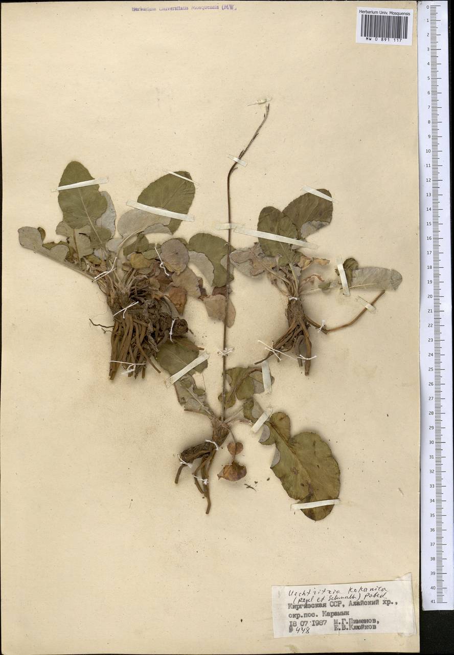 Юхтриция коканская (Regel & Schmalh.) Pobed., Средняя Азия и Казахстан, Памир и Памиро-Алай (M2) (Киргизия)