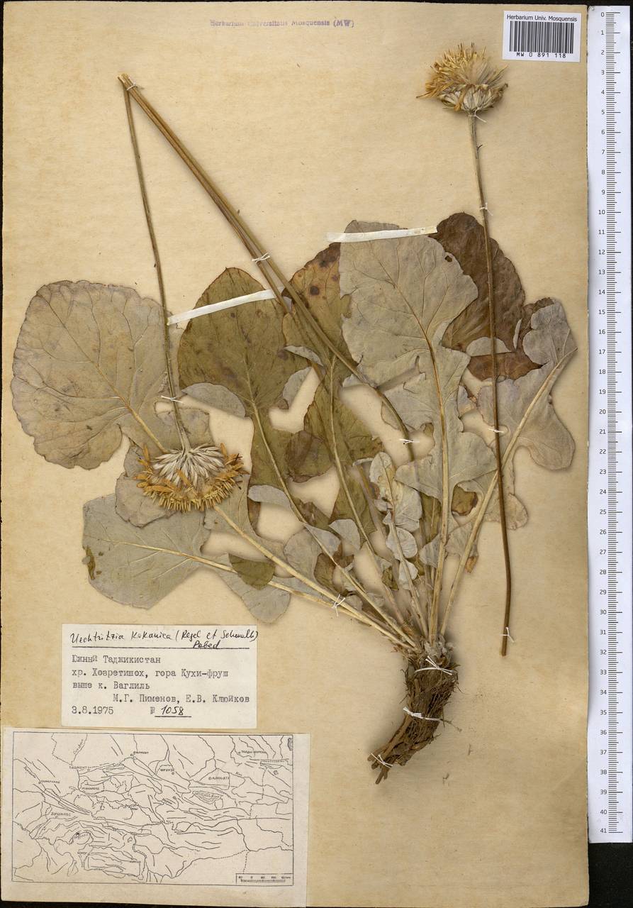Юхтриция коканская (Regel & Schmalh.) Pobed., Средняя Азия и Казахстан, Памир и Памиро-Алай (M2) (Таджикистан)