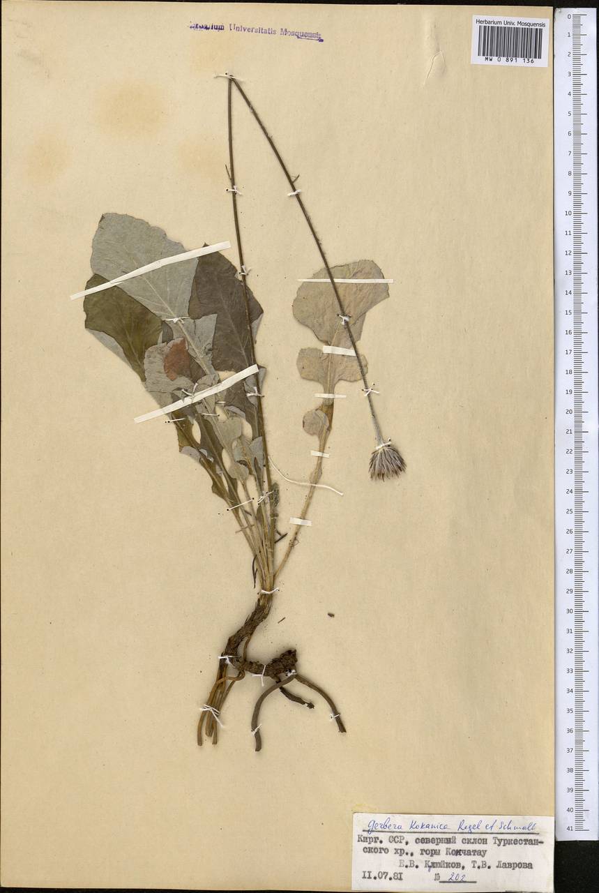 Юхтриция коканская (Regel & Schmalh.) Pobed., Средняя Азия и Казахстан, Памир и Памиро-Алай (M2) (Киргизия)