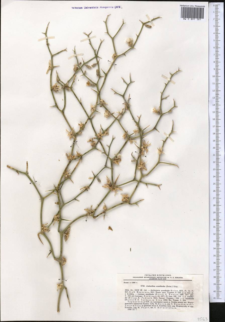 Launaea acanthodes subsp. acanthodes, Средняя Азия и Казахстан, Копетдаг, Бадхыз, Малый и Большой Балхан (M1) (Туркмения)