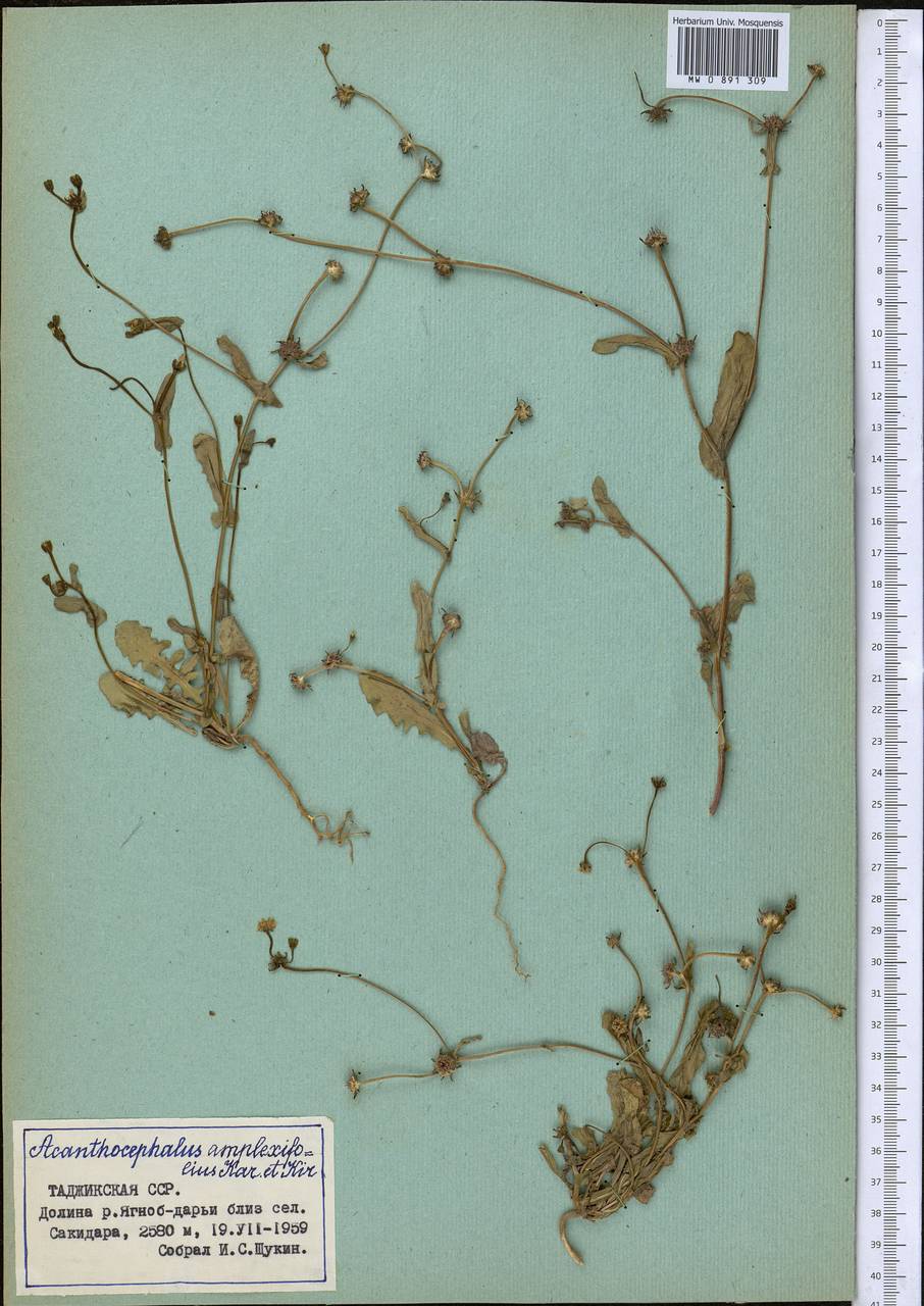 Колючеголовник стеблеобъемлющий Kar. & Kir., Средняя Азия и Казахстан, Памир и Памиро-Алай (M2) (Таджикистан)