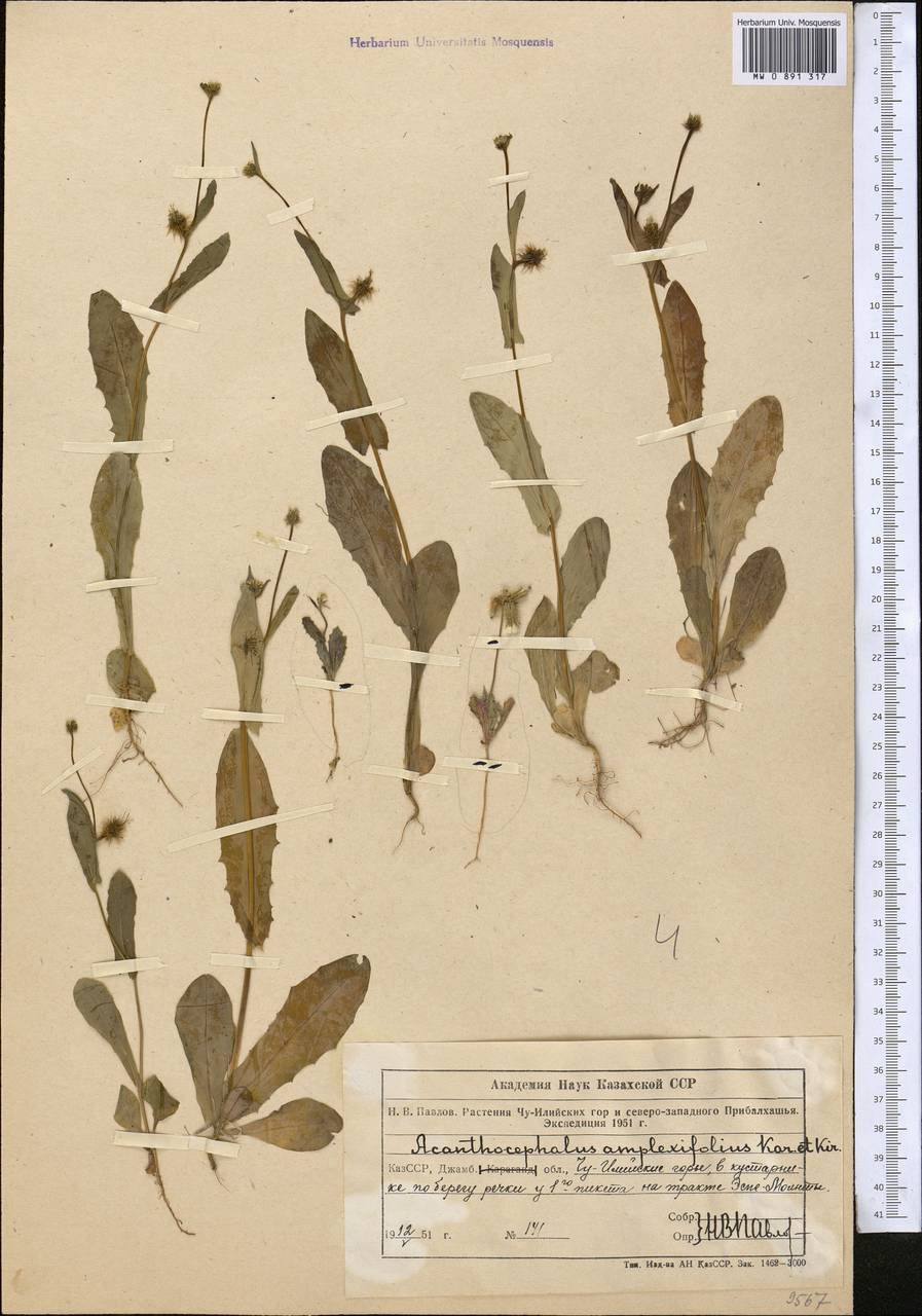 Колючеголовник стеблеобъемлющий Kar. & Kir., Средняя Азия и Казахстан, Северный и Центральный Тянь-Шань (M4) (Казахстан)