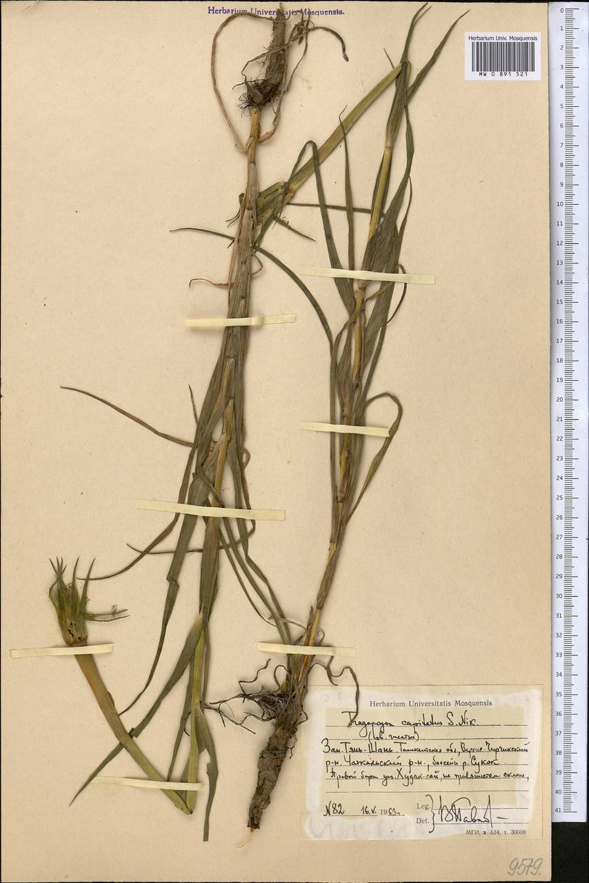 Козлобородник головчатый S. A. Nikitin, Средняя Азия и Казахстан, Западный Тянь-Шань и Каратау (M3) (Узбекистан)