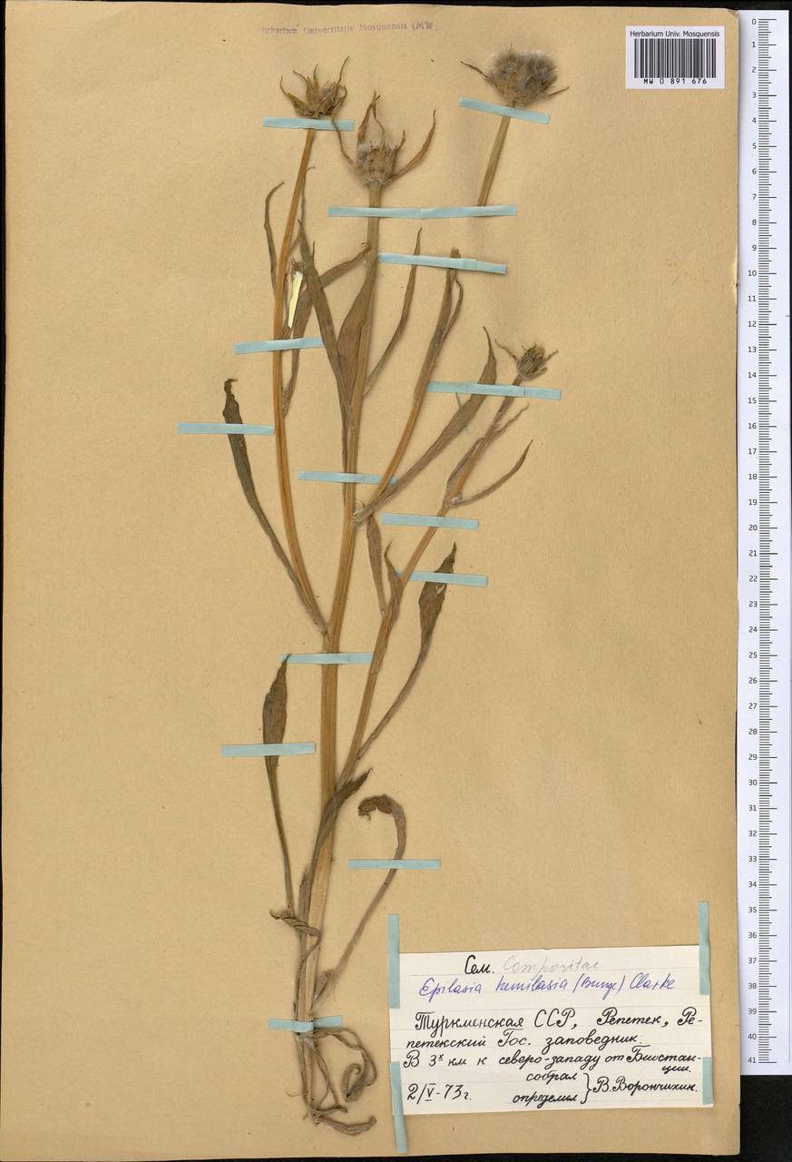 Эпилазия полушерстистая (Bunge) C. B. Cl., Средняя Азия и Казахстан, Каракумы (M6) (Туркмения)