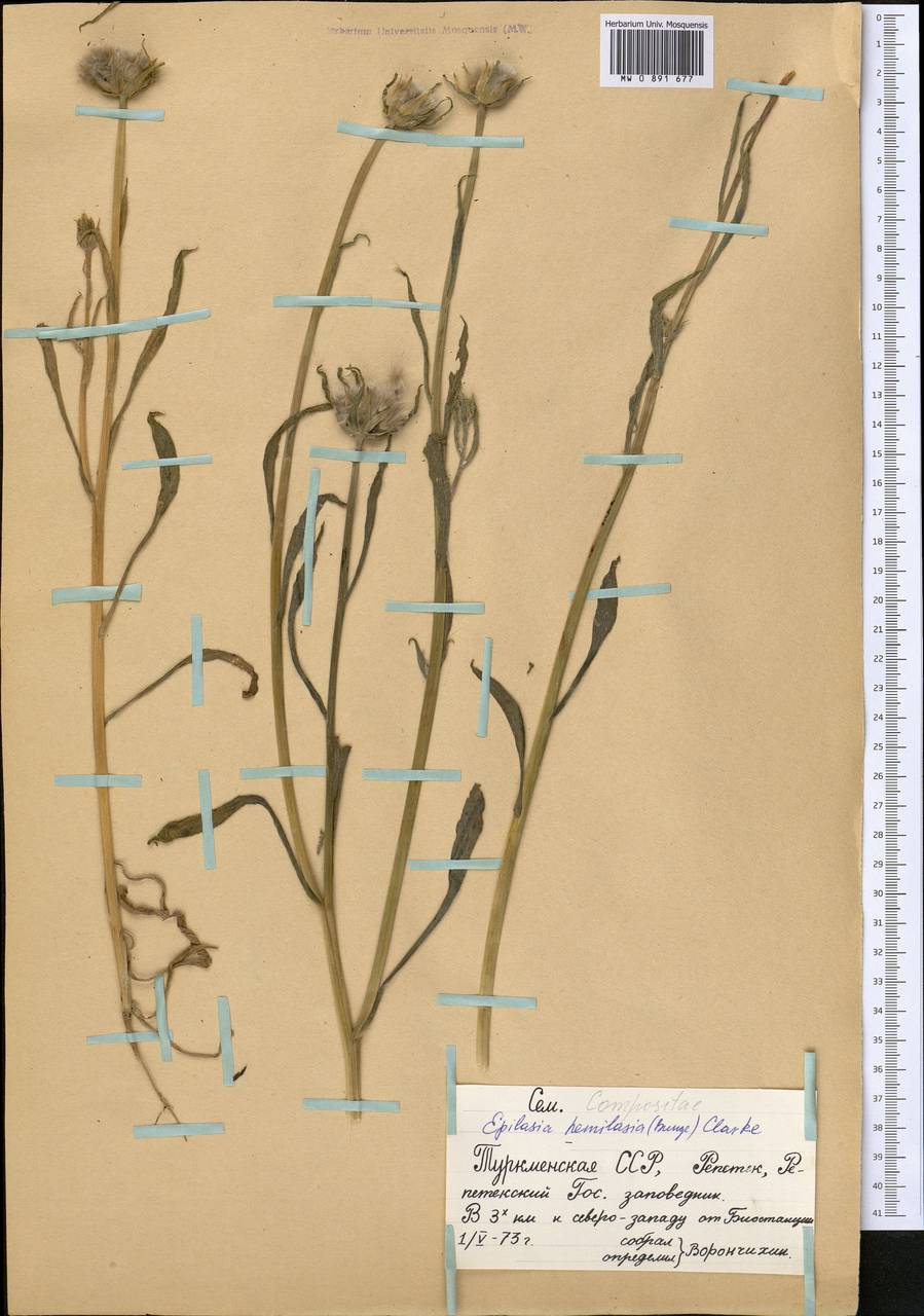 Эпилазия полушерстистая (Bunge) C. B. Cl., Средняя Азия и Казахстан, Каракумы (M6) (Туркмения)