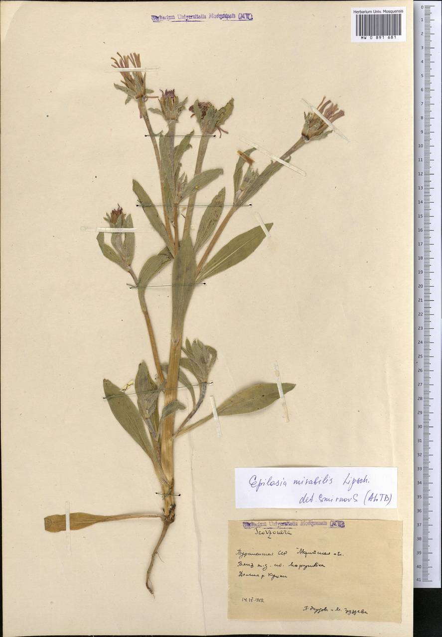 Epilasia mirabilis Lipsch., Средняя Азия и Казахстан, Каракумы (M6) (Туркмения)