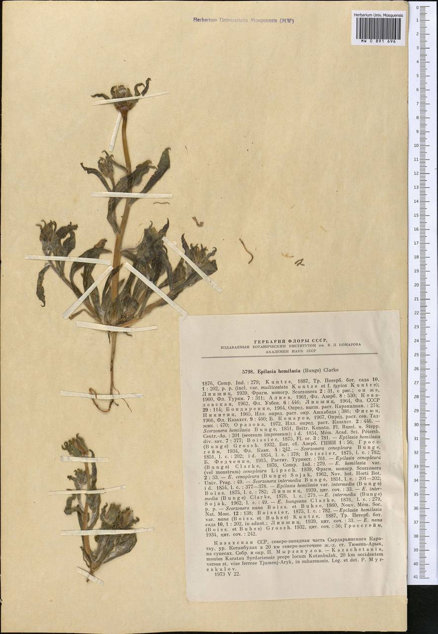 Эпилазия полушерстистая (Bunge) C. B. Cl., Средняя Азия и Казахстан, Западный Тянь-Шань и Каратау (M3) (Казахстан)