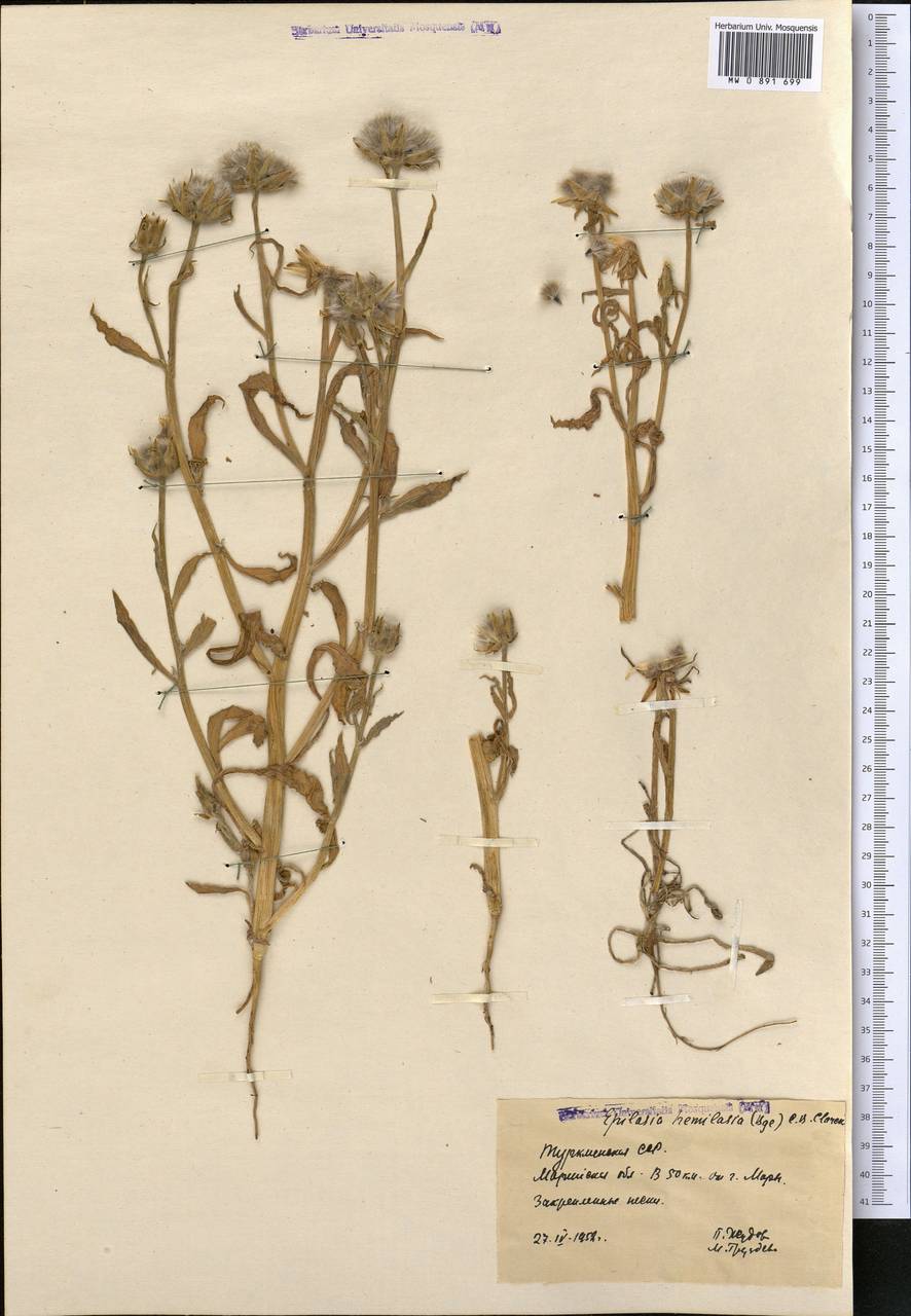 Эпилазия полушерстистая (Bunge) C. B. Cl., Средняя Азия и Казахстан, Каракумы (M6) (Туркмения)