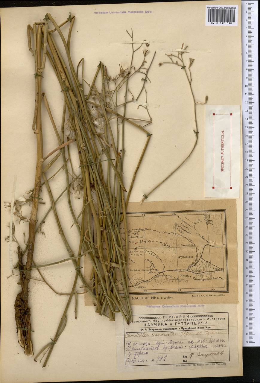 Хондрилла Боссэ Iljin, Средняя Азия и Казахстан, Муюнкумы, Прибалхашье и Бетпак-Дала (M9) (Казахстан)