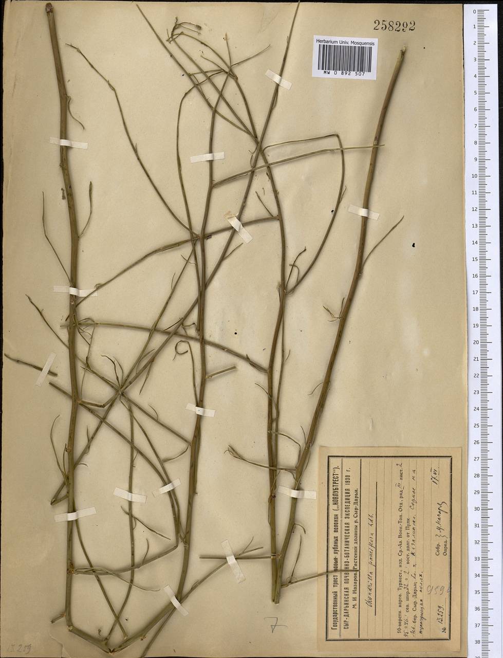 Хондрилла малоцветковая Ledeb., Средняя Азия и Казахстан, Сырдарьинские пустыни и Кызылкумы (M7) (Казахстан)