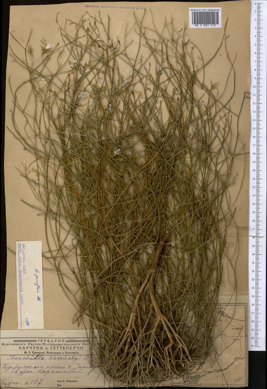 Хондрилла малоцветковая Ledeb., Средняя Азия и Казахстан, Прикаспийский Устюрт и Северное Приаралье (M8) (Казахстан)