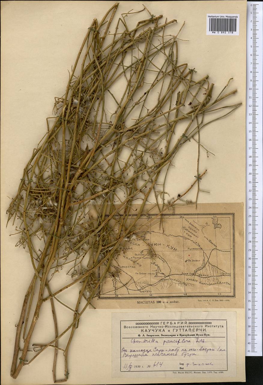Хондрилла малоцветковая Ledeb., Средняя Азия и Казахстан, Муюнкумы, Прибалхашье и Бетпак-Дала (M9) (Казахстан)