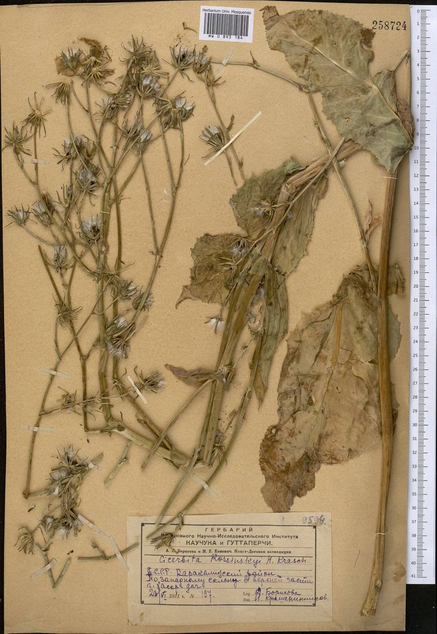 Lactuca kossinskyi (Krasch.) Coskunc., M. Güzel & N. Kilian, Средняя Азия и Казахстан, Копетдаг, Бадхыз, Малый и Большой Балхан (M1) (Туркмения)