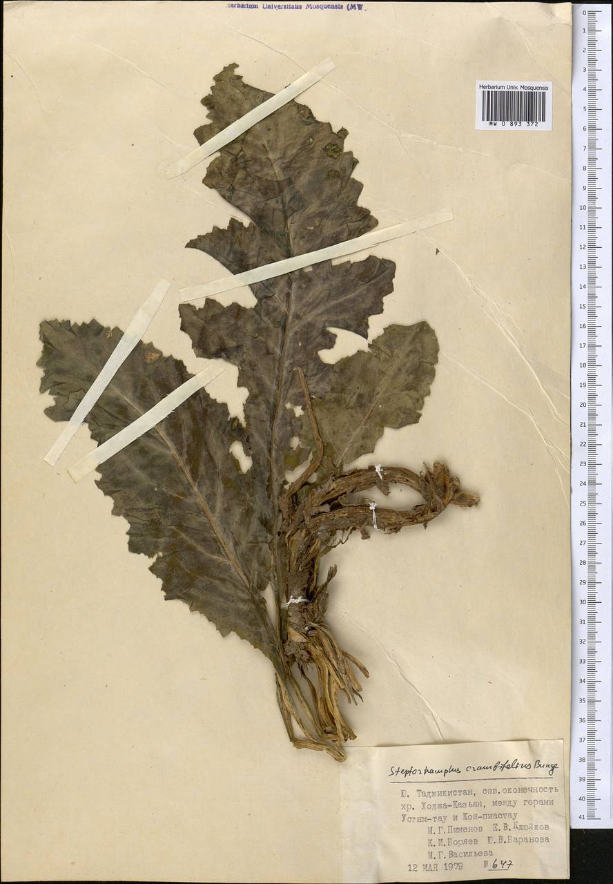 Lactuca crambifolia (Bunge) B. Fedtsch., Средняя Азия и Казахстан, Памир и Памиро-Алай (M2) (Таджикистан)