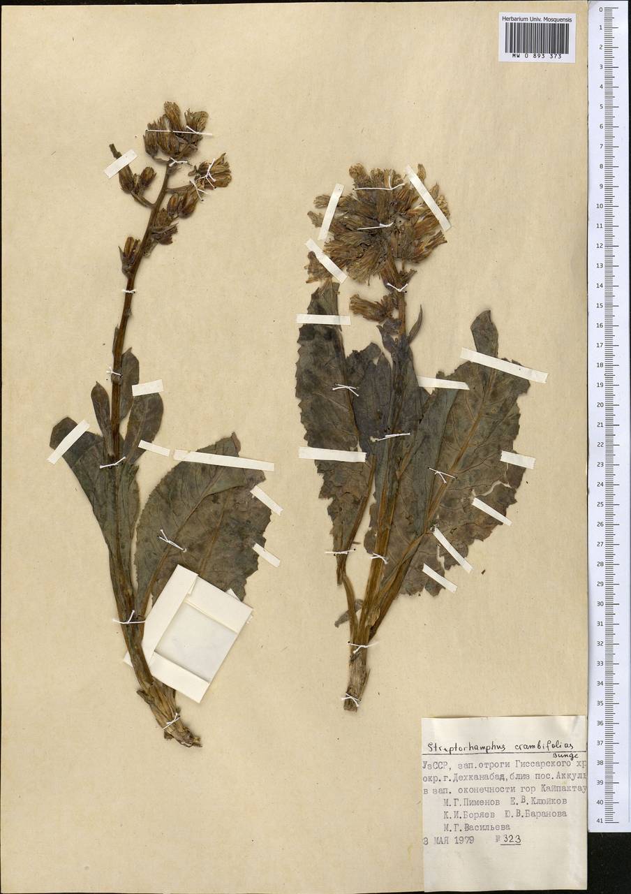 Lactuca crambifolia (Bunge) B. Fedtsch., Средняя Азия и Казахстан, Памир и Памиро-Алай (M2) (Узбекистан)