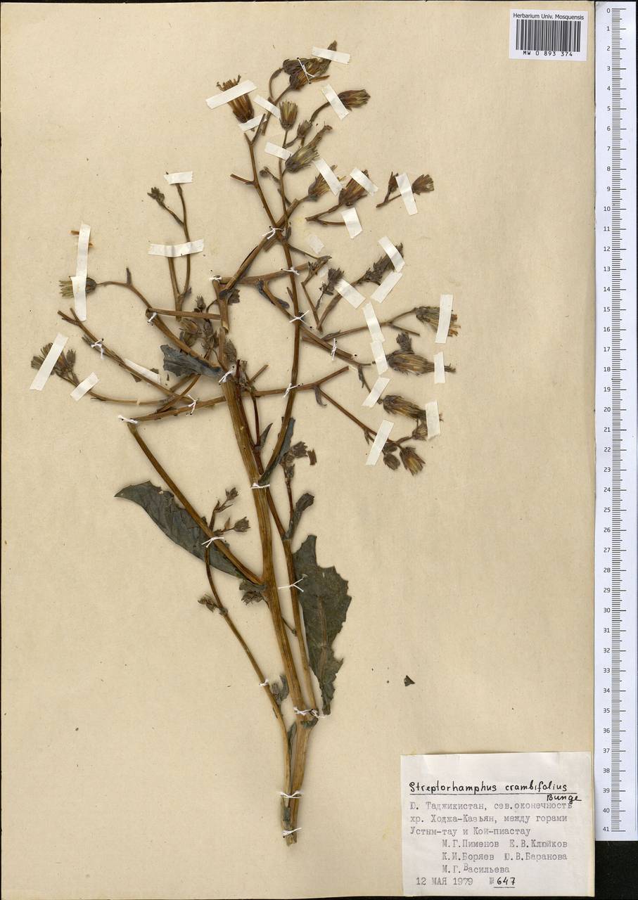 Lactuca crambifolia (Bunge) B. Fedtsch., Средняя Азия и Казахстан, Памир и Памиро-Алай (M2) (Таджикистан)