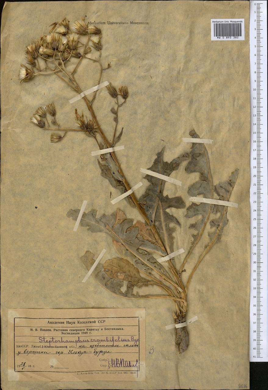 Lactuca crambifolia (Bunge) B. Fedtsch., Средняя Азия и Казахстан, Западный Тянь-Шань и Каратау (M3) (Казахстан)