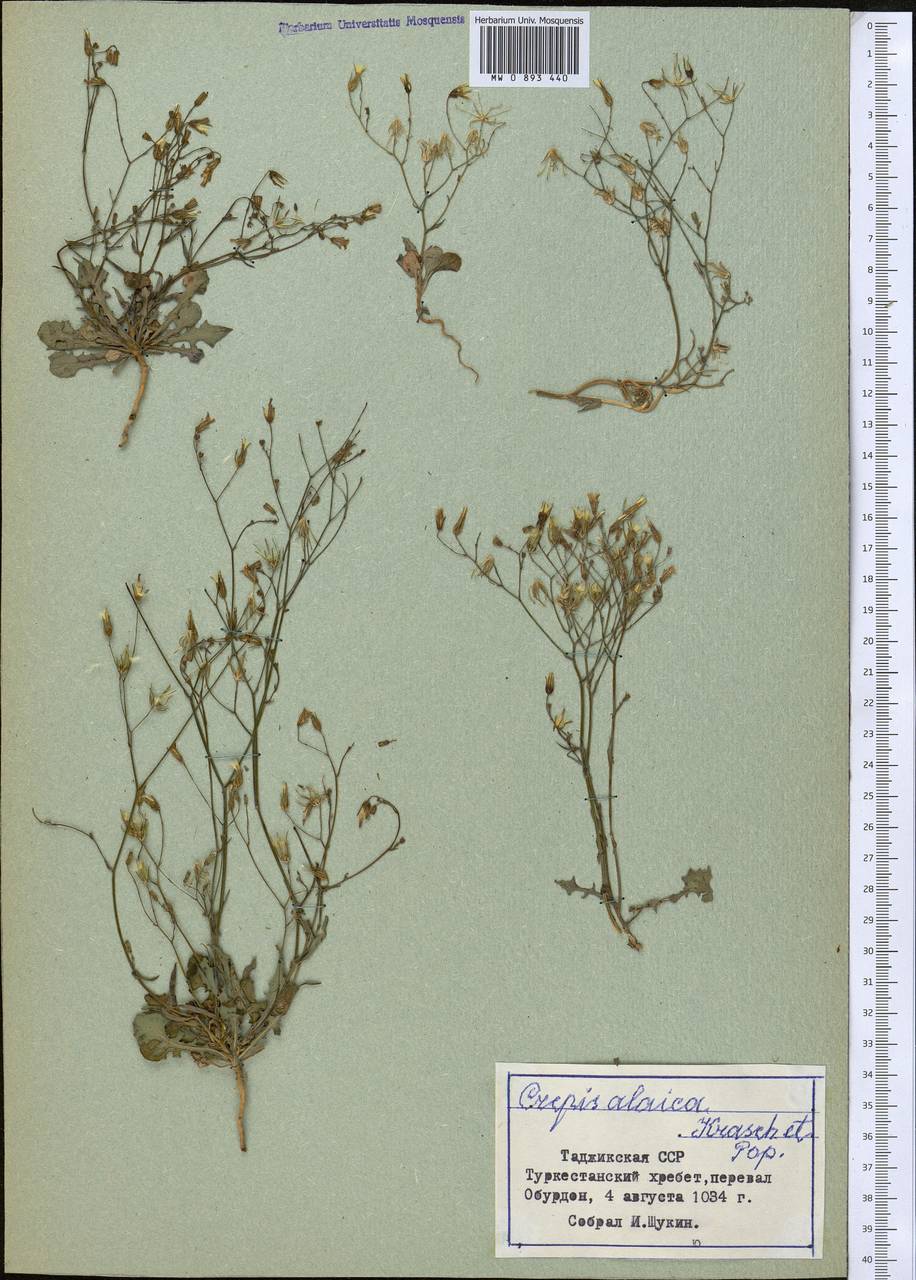 Askellia alaica (Krasch. & Popov) W. A. Weber, Средняя Азия и Казахстан, Памир и Памиро-Алай (M2) (Таджикистан)