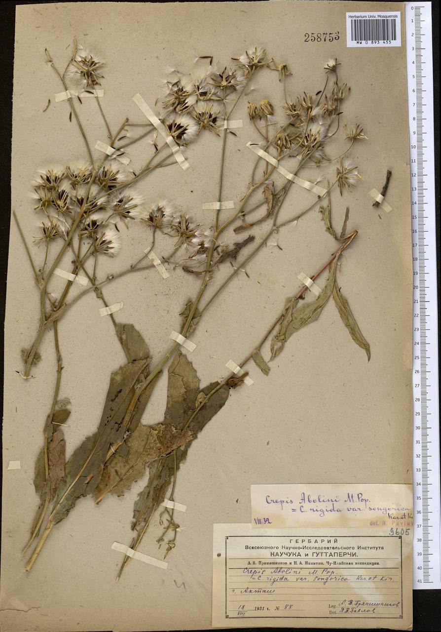 Скерда дарвазская Krasch., Средняя Азия и Казахстан, Северный и Центральный Тянь-Шань (M4) (Казахстан)