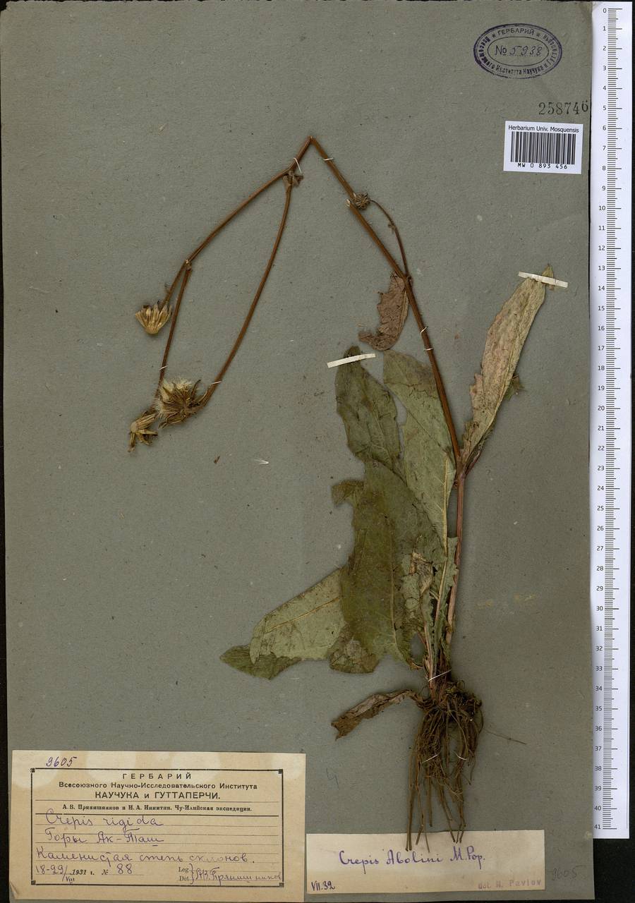 Скерда дарвазская Krasch., Средняя Азия и Казахстан, Северный и Центральный Тянь-Шань (M4) (Казахстан)