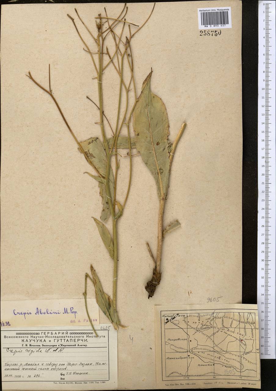 Скерда дарвазская Krasch., Средняя Азия и Казахстан, Западный Тянь-Шань и Каратау (M3) (Киргизия)