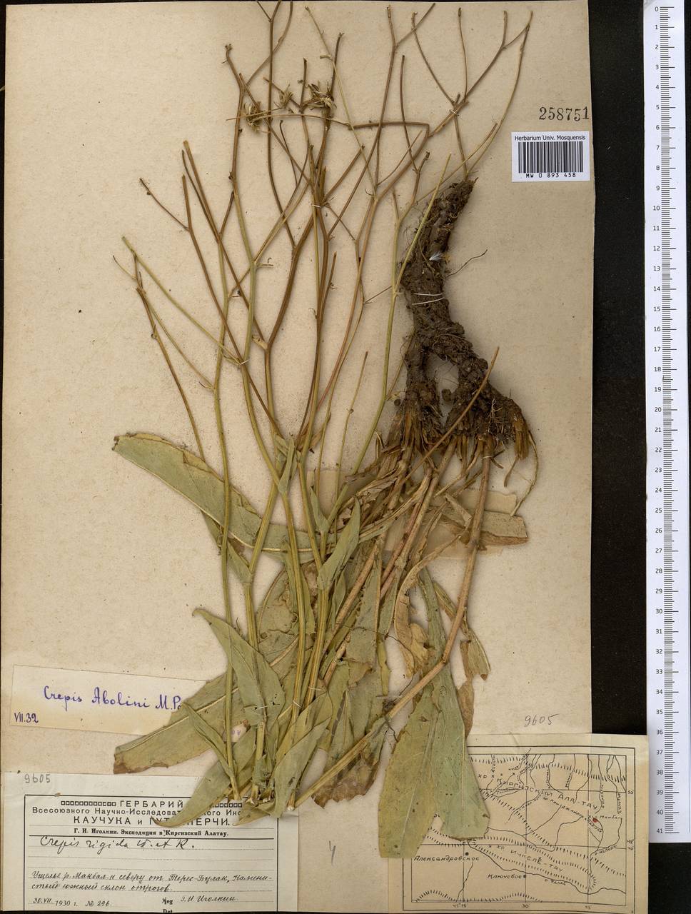 Скерда дарвазская Krasch., Средняя Азия и Казахстан, Западный Тянь-Шань и Каратау (M3) (Киргизия)