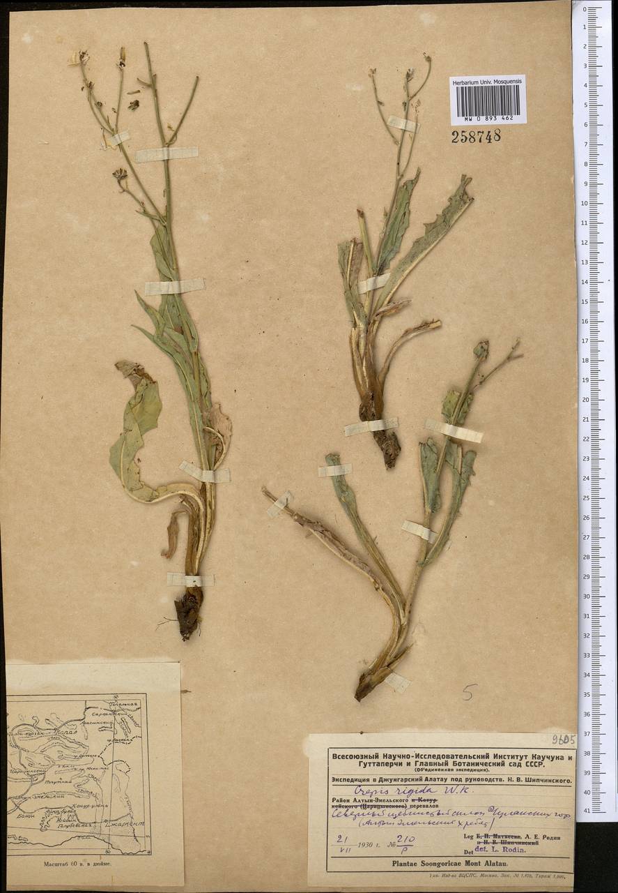 Скерда дарвазская Krasch., Средняя Азия и Казахстан, Джунгарский Алатау и Тарбагатай (M5) (Казахстан)