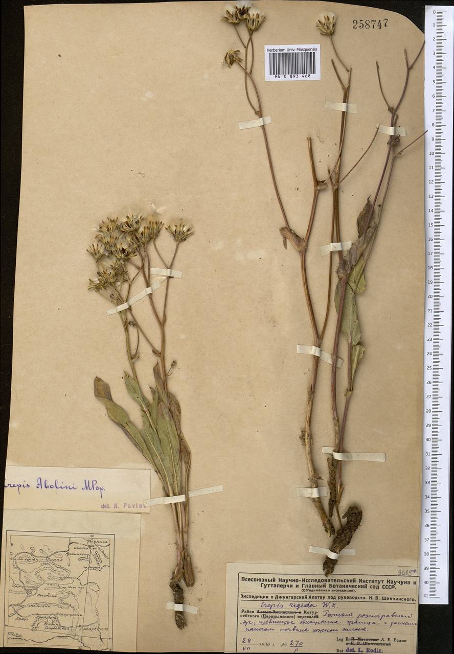 Скерда дарвазская Krasch., Средняя Азия и Казахстан, Джунгарский Алатау и Тарбагатай (M5) (Казахстан)