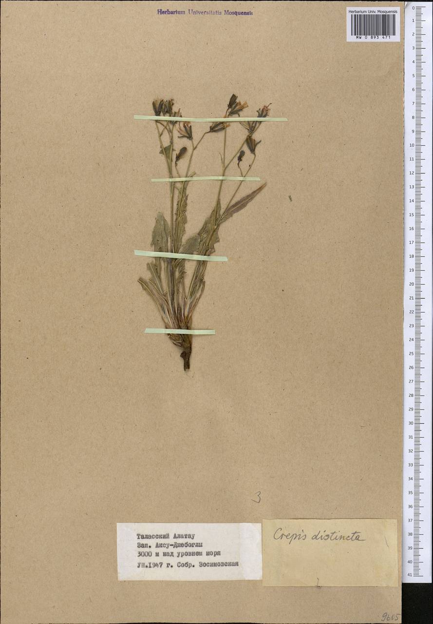 Юнгия зеравшанская (B. Fedtsch.) Babc. & Stebbins, Средняя Азия и Казахстан, Западный Тянь-Шань и Каратау (M3) (Казахстан)